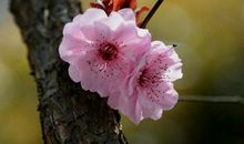 10月底运势大转，有横财有大奖，时来运转，赚钱无数的四属相