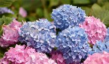 1990年的生肖何时好运(图文)