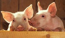 2020年属猪的几月出生最好 一月二月都不错