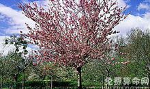 梦见樱桃树是祥兆，爱情方面比较旺盛