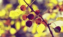 2019年财运会大增的生肖