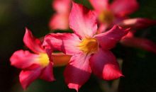 喜事成双，五福临门的生肖，11月上旬起稳赚大钱，转运成功