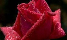 11月上旬得财神保护，赐财赐福，日子火旺的生肖，有富贵荣达之命