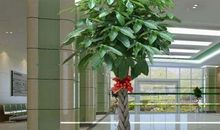 梦见把发财树给拔了预示着近期生活中会遇到困难或灾难