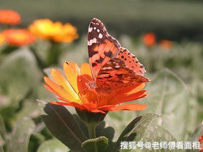 鸿运当头！11月份起，被好运包围，财富连连的3大生肖