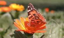 鸿运当头！11月份起，被好运包围，财富连连的3大生肖