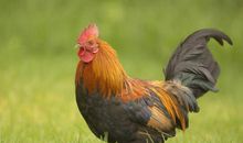 生肖鸡2020年运势需要注意哪些 事业方面必须要努力工作