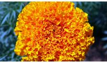 十二生肖中，3个生肖，10月开始，福气大涨，财运如鱼得水！