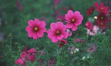 贵人相助，财路通达，下个月开始运势大红大紫，平步青云的3生肖