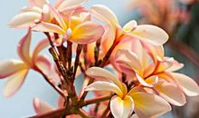 2020年被好运缠身，财气福气同在，万财加身，钞票滚滚的生肖