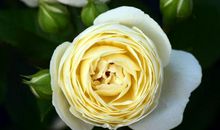 最不值得珍惜的三个生肖，从不给老婆买礼物，婚姻非常不幸福