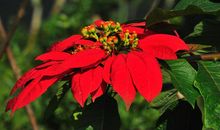 11月有幸遇到财神，财富暴涨，事业进步速度飞快的四属相