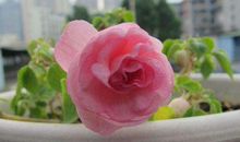 2019年财运华丽转身，事业旺爱情顺，学业佳的生肖，功成名就