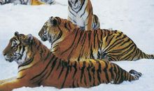 土虎的人运势如何 中晚年会取得大成就