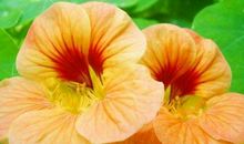 未来3个月运势畅旺，正财一路发发发，大运难挡的生肖