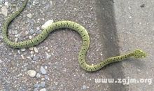 梦见小蛇是什么意思