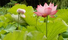 阳历9月财神一路相随，这些星座财运红火