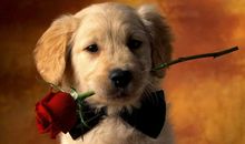 详解，不同年份属狗人2018年本命年运程运势（精简分析）