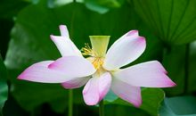 最不值得珍惜的三大生肖，总是想着别人妻子，家妻多好都不知足