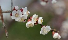 11月上中旬异性缘上升，3生肖爱情甜蜜，真爱不断靠近，有望脱单