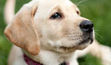 不同年份属狗人2019运势 生肖运势详解