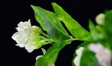 好命旺三代的生肖女，遇事从容，不留烦恼，漂亮又长寿，乐趣横生