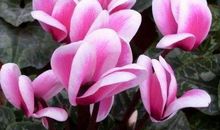 鸿运上门，运程极旺的生肖，2019年大赚钱财，正财横财不离身