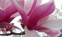 有情有爱，有钱有乐的生肖女，天生有钱人，贵人才能娶到