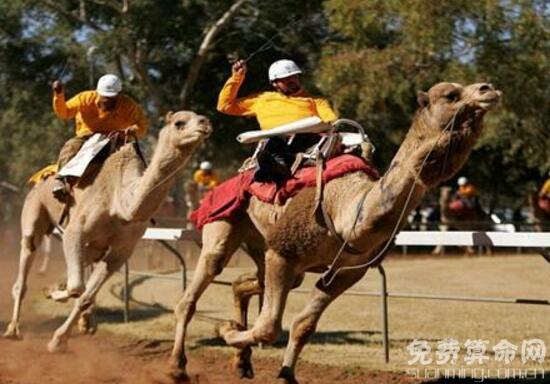 梦见骑骆驼能走好运，近期将会遇到心爱的人成功脱单 3