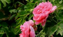 最要强的3大生肖女婚后没少吃苦，迟早转运，早晚享福