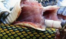 梦见吃蛇可能会外出旅游，而且能尽情享受旅途快乐