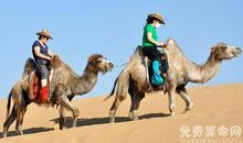 梦见骑骆驼能走好运，近期将会遇到心爱的人成功脱单