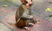 属猪的人最怕什么属相 与猴蛇猪不大相和