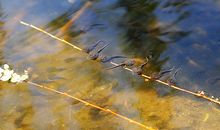 梦见小蝌蚪秘密可能会被戳穿，忌煲电话粥