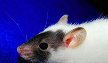 身材胖到连怙恃都不喜欢的生肖女