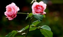 未来半年运势飞涨，有很多横财进家门，贵人相助的四属相