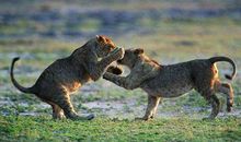 十二生肖2019年10月23日运气