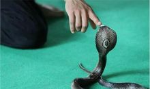 梦见被蛇咬是什么意思，蛇咬自己是好事(咬家人是坏事)