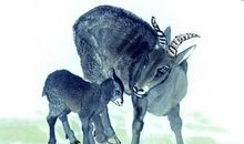 未来七天，钱财不请自来，幸福来敲门的三大生肖！