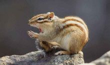 属猪前面是什么生肖 属猪前面是属狗生肖