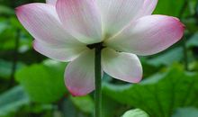 2020年福禄并至，大钱小钱接连不断，财运拔得头筹的生肖