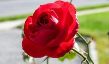 恭喜四生肖财运说好就好，10月25号开始横财一发再发，一切顺风顺水!