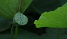 未来两个月财富涨不停，把握好运，常有贵人相助的四属相