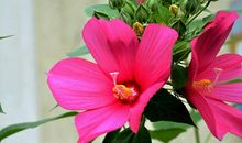 骨子里就很强悍，控制欲很强，对于任何事情都追求完美的属相女