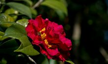 2020年吉星近身，好运到来，钞票赚不停，定能事事如愿的四属相