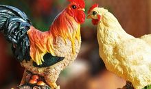 鸡年出生的人 揭秘生肖不同年份特点