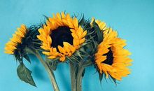 分手后，桃花运却旺到爆棚的生肖~