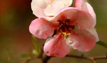 10月底，4属相好运连连不断，横财接二连三，钱权皆得，富裕有加