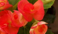 4属相十月下旬运势非常旺，得到意外收获，喜事盈门，心情更好