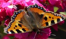 4属相明年运势很旺，喜气冲天，横财大发，连日得喜，顺风顺水